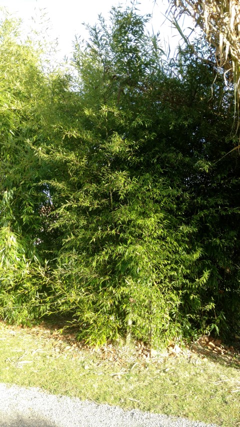 Phyllostachys nigra plantplacesimage20161120_142338.jpg