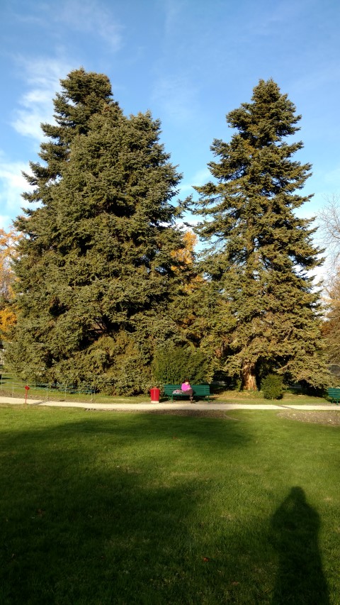 Abies cephalonica plantplacesimage20161120_150643.jpg