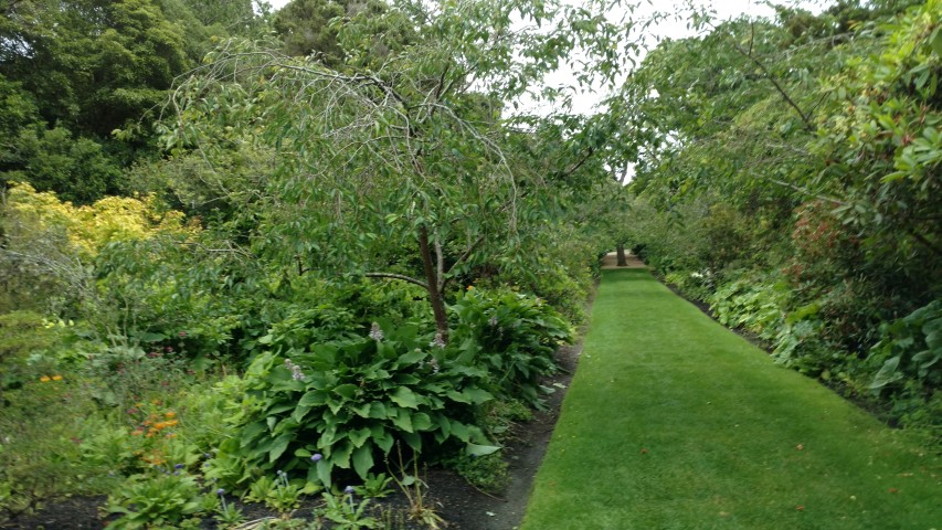 Prunus spp plantplacesimage20161213_111732.jpg