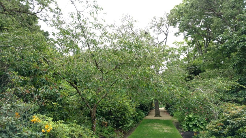 Prunus spp plantplacesimage20161213_112235.jpg