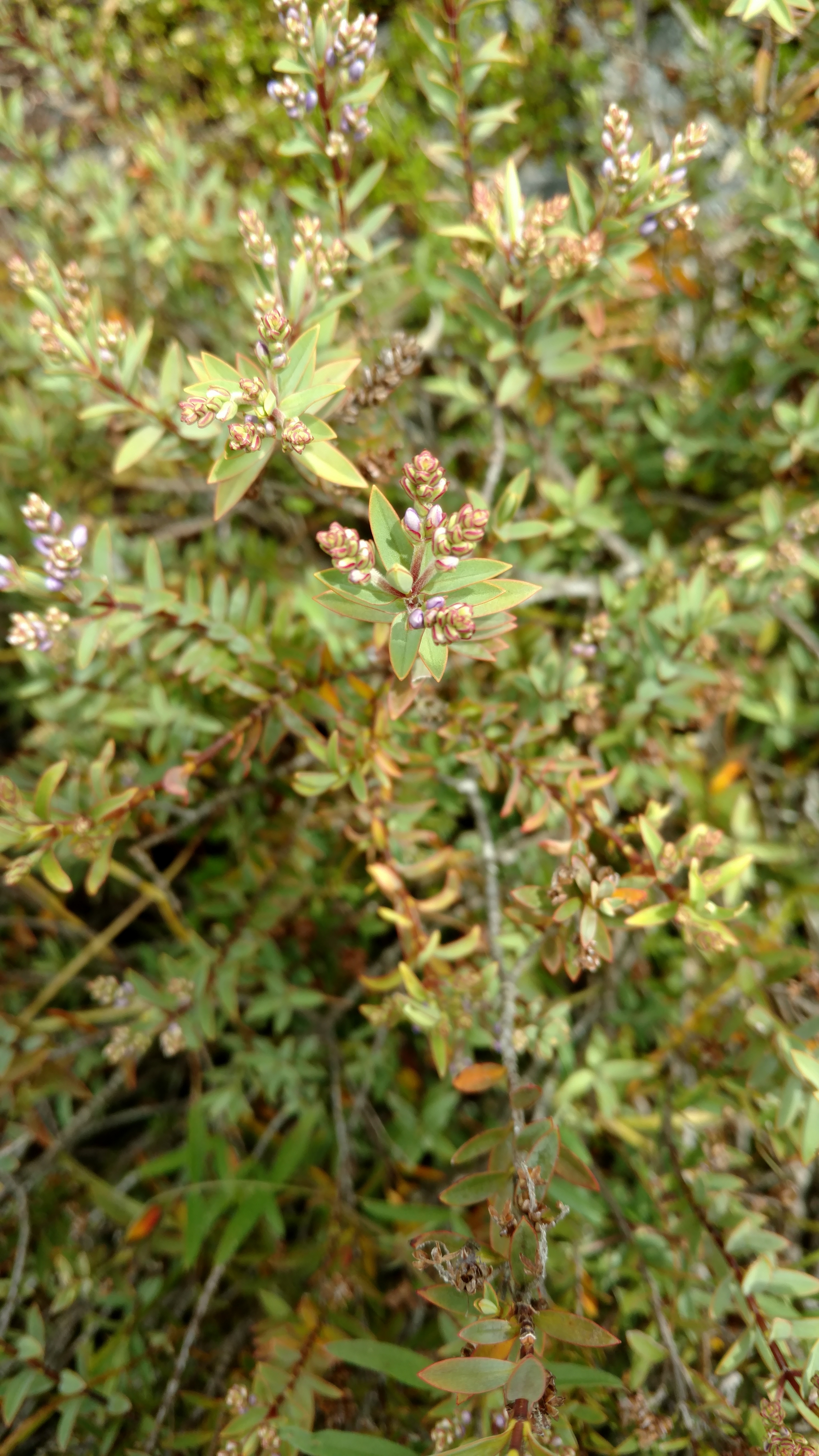 Veronica pimeleoides plantplacesimage20161213_124137.jpg