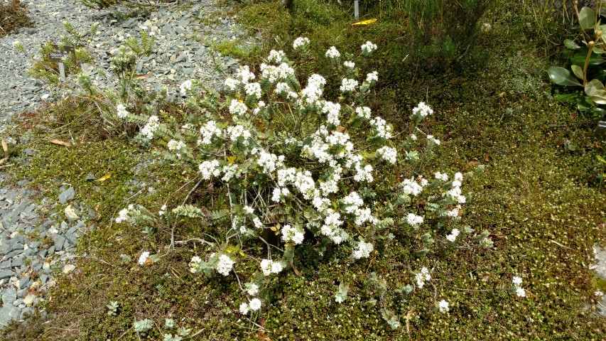 Veronica gibbsii plantplacesimage20161213_124231.jpg