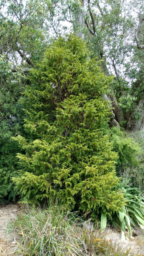 Libocedrus pulmosa plantplacesimage20161213_125608.jpg