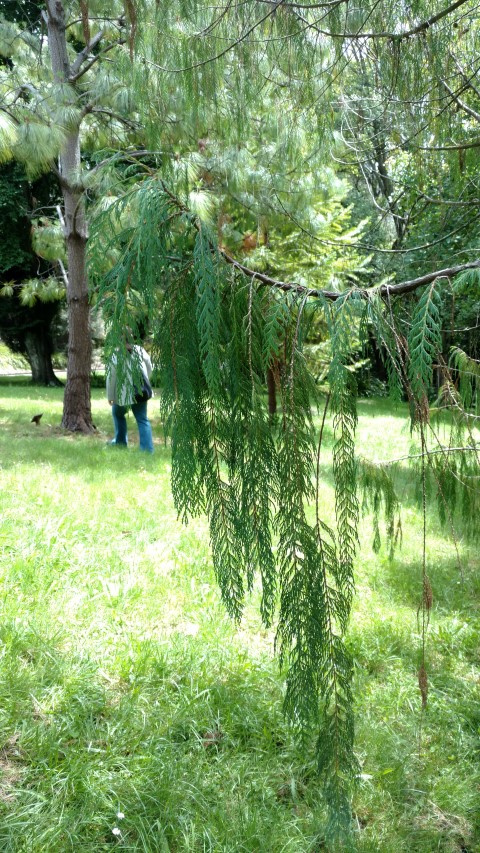 Cupressus cashmeriana plantplacesimage20161213_130845.jpg