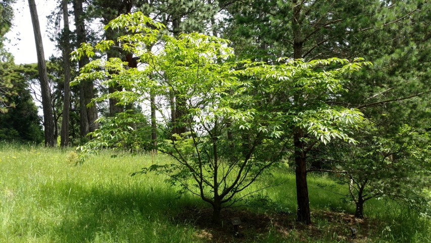 Carpinus japonica plantplacesimage20161213_131720.jpg