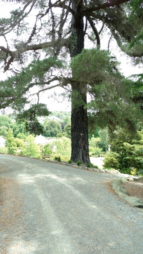 Pinus radiata plantplacesimage20161213_132343.jpg