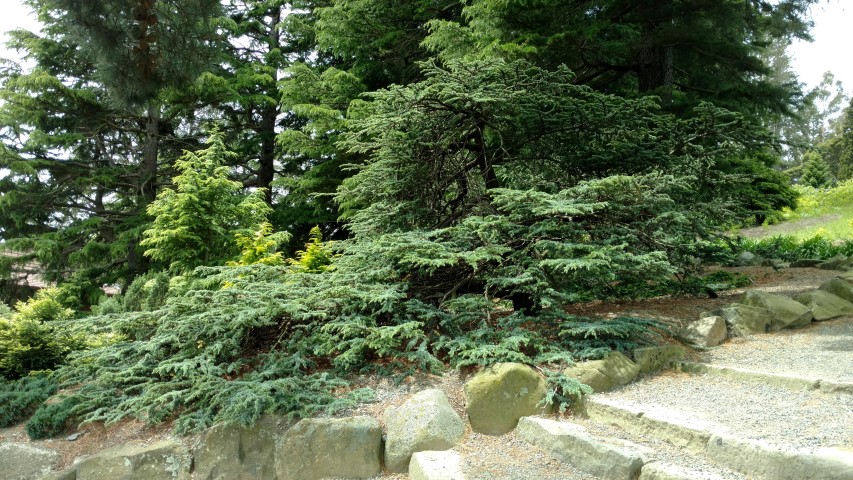 Cedrus atlantica plantplacesimage20161213_132625.jpg