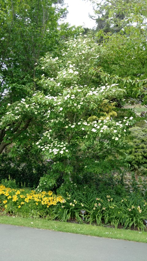 Cornus kousa plantplacesimage20161213_135433.jpg