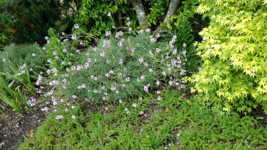 Erysimum bicolor plantplacesimage20161213_135543.jpg