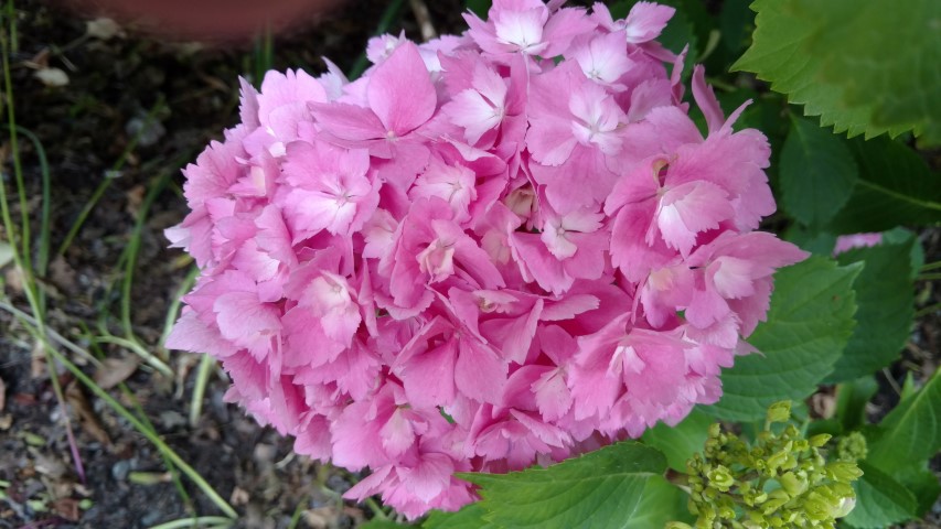Hydrangea spp plantplacesimage20161214_122939.jpg