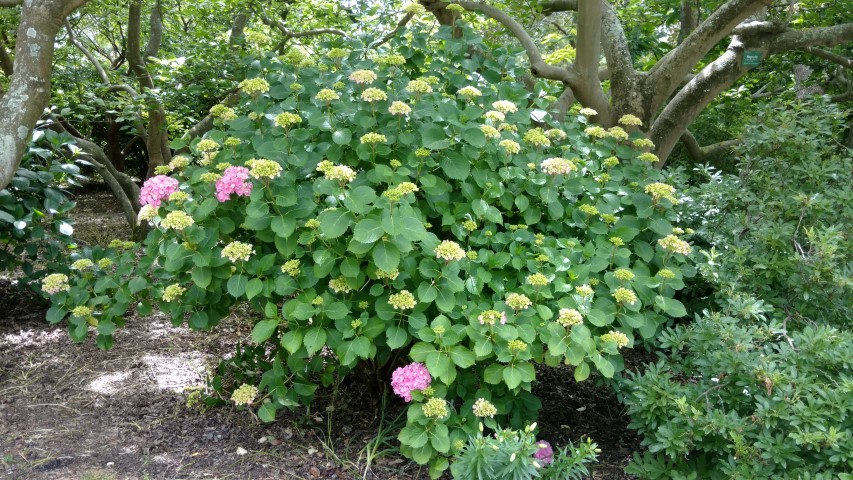 Hydrangea spp plantplacesimage20161214_122957.jpg
