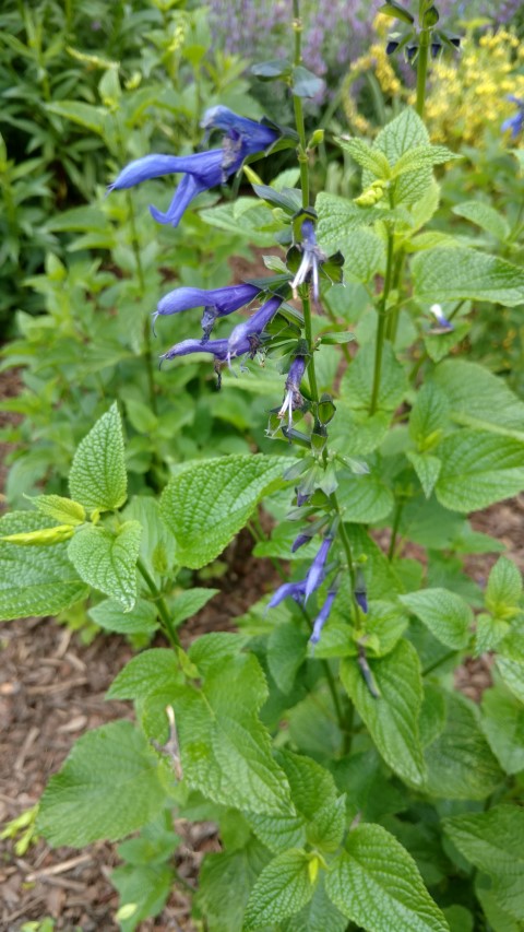 Salvia guaranitica plantplacesimage20161214_130827.jpg