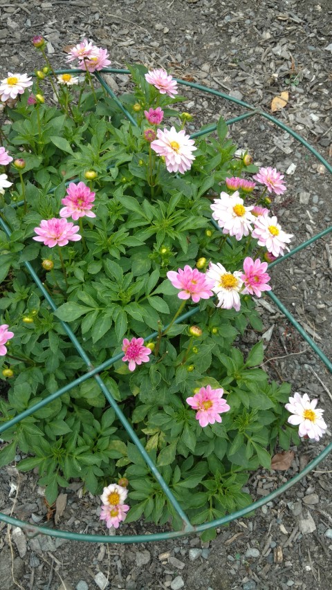 Dahlia hybrid plantplacesimage20161214_140637.jpg