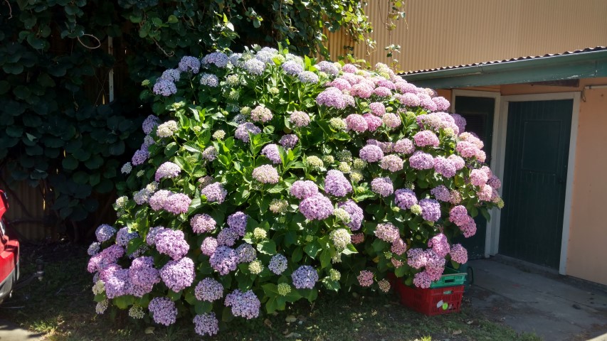 Hydrangea macrophylla plantplacesimage20161216_112902.jpg