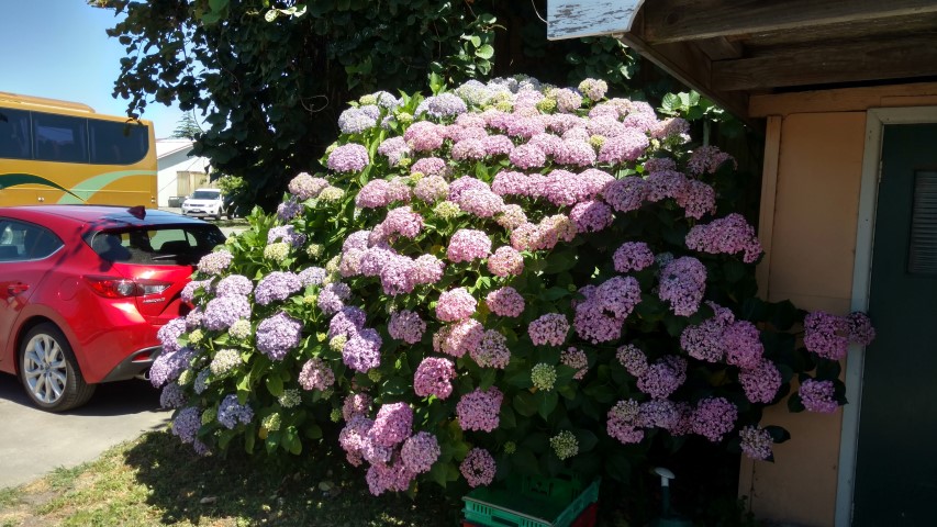 Hydrangea macrophylla plantplacesimage20161216_112917.jpg