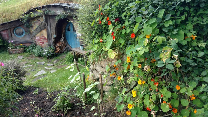 Tropaeolum spp plantplacesimage20161217_091035.jpg