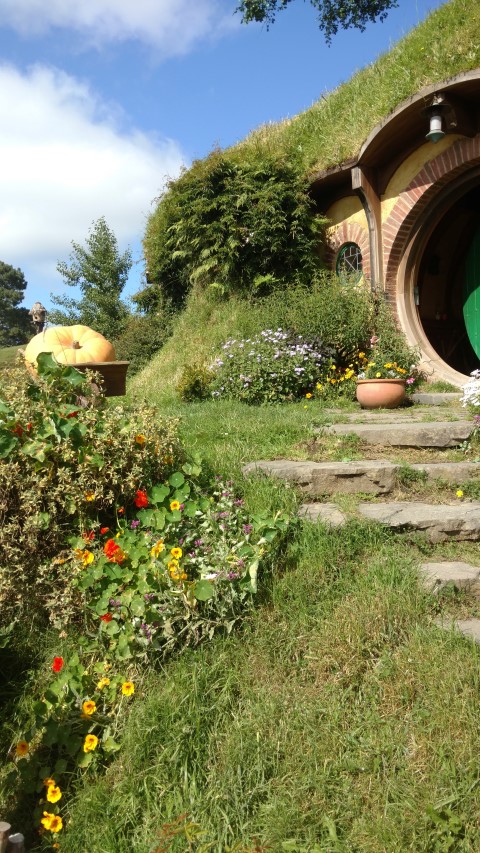 Tropaeolum spp plantplacesimage20161217_093620.jpg