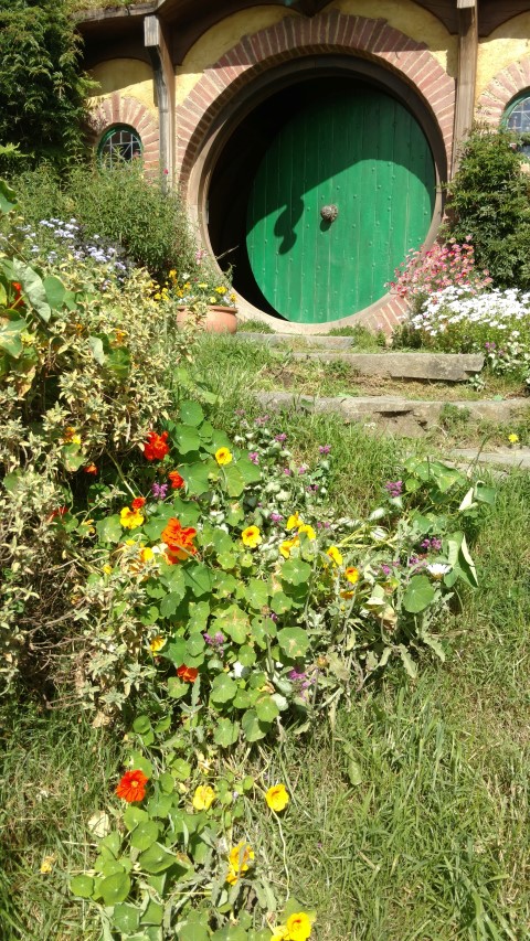 Tropaeolum spp plantplacesimage20161217_093640.jpg