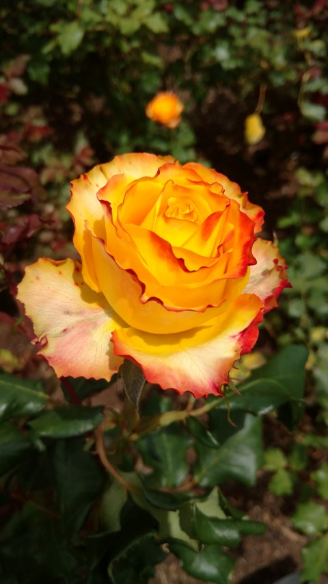 Rosa spp. plantplacesimage20161218_114404.jpg