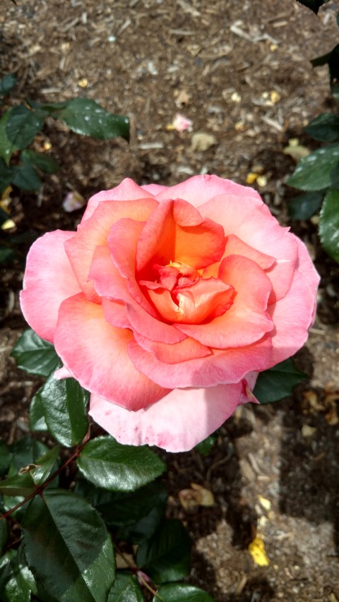 Rosa spp plantplacesimage20161218_114714.jpg