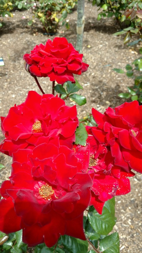 Rosa spp plantplacesimage20161218_115836.jpg