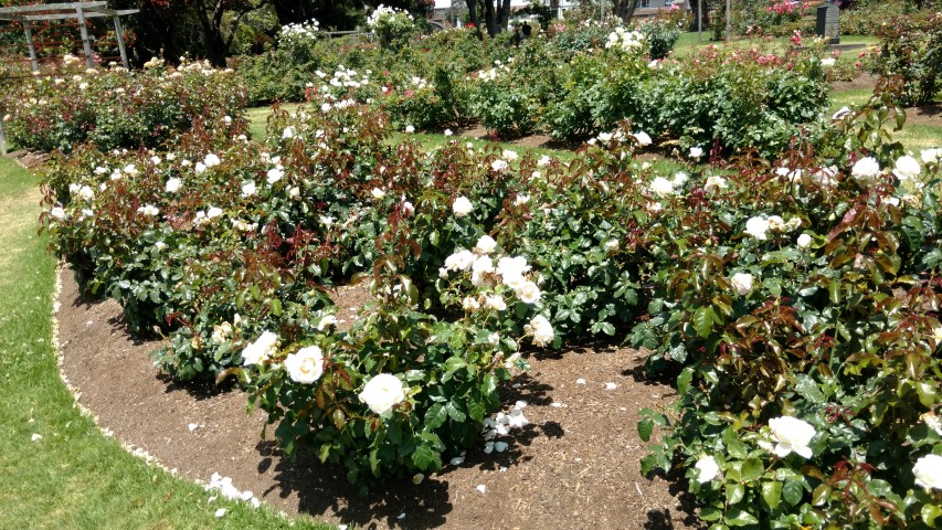 Rosa spp plantplacesimage20161218_124831.jpg