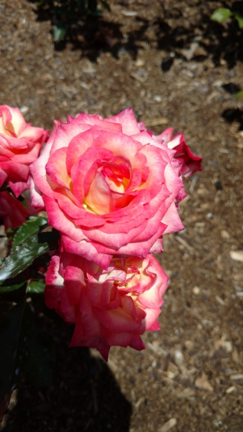 Rosa spp plantplacesimage20161218_125146.jpg