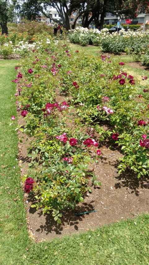 Rosa spp. plantplacesimage20161218_130108.jpg