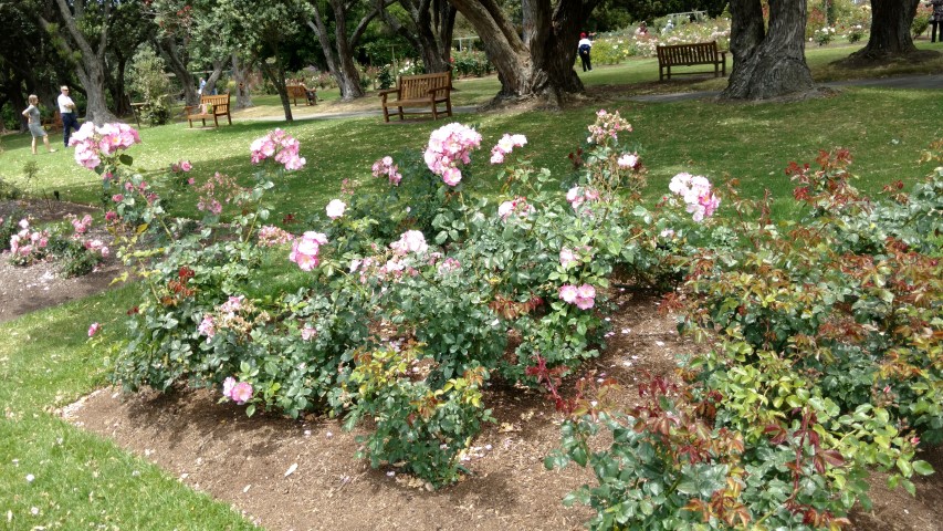 Rosa spp plantplacesimage20161218_131842.jpg