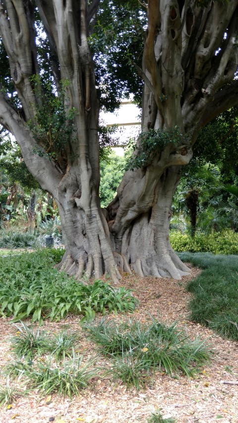 Ficus baileyana plantplacesimage20161223_104221.jpg