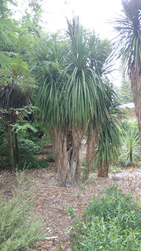Cordyline terminalis plantplacesimage20161223_111041.jpg