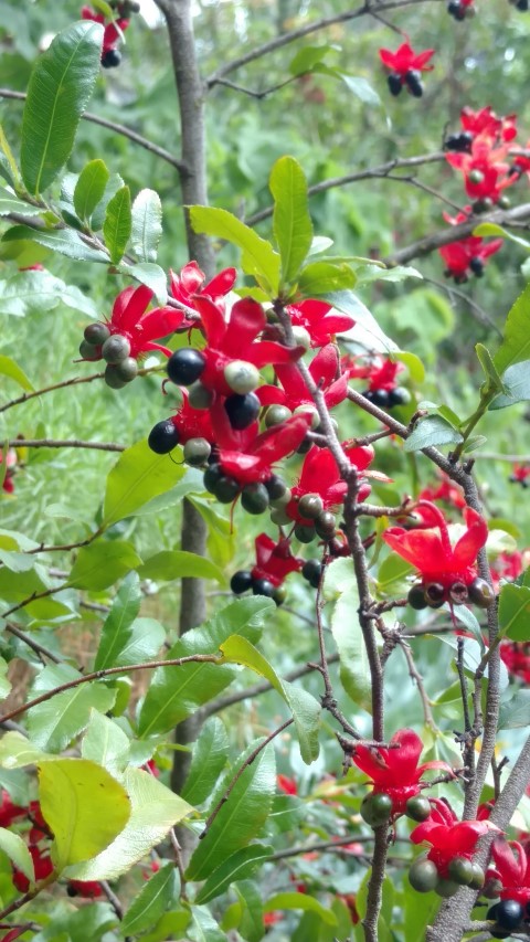 Ochno atropurpurea plantplacesimage20161223_111606.jpg