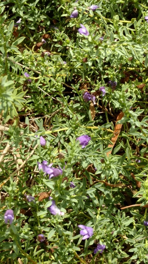 Eremophila weldii plantplacesimage20161223_123944.jpg