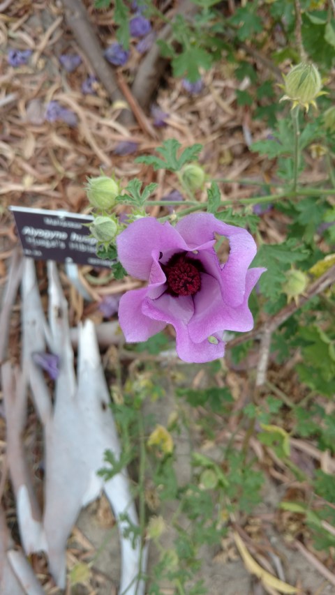 Alyogyne huegelii plantplacesimage20161223_124432.jpg