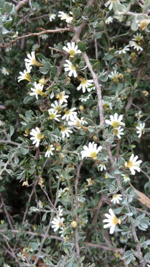 Scaevola spinescens plantplacesimage20161223_125722.jpg