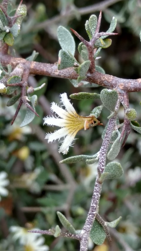 Scaevola spinescens plantplacesimage20161223_125739.jpg