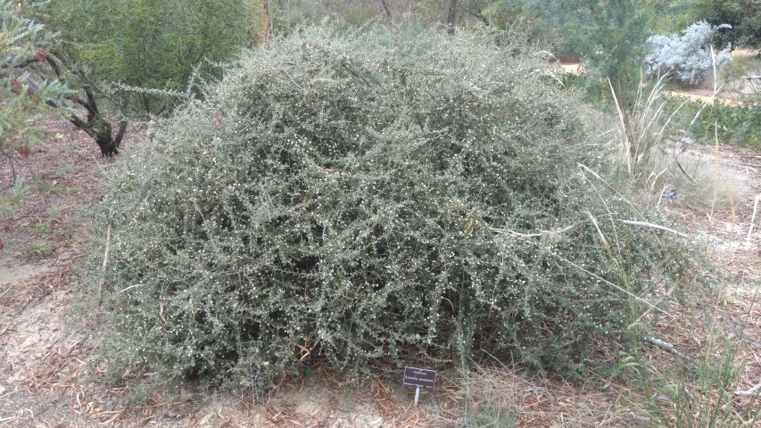 Scaevola spinescens plantplacesimage20161223_125801.jpg