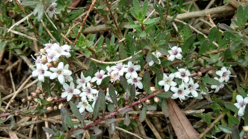 Myoporum parvifolium plantplacesimage20161223_133928.jpg