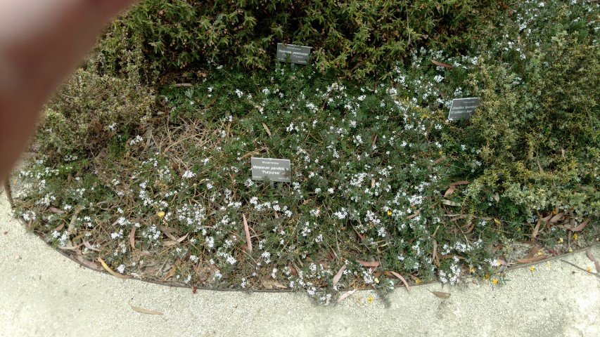 Myoporum parvifolium plantplacesimage20161223_133941.jpg