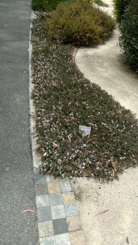 Myoporum parvifolium plantplacesimage20161223_134000.jpg