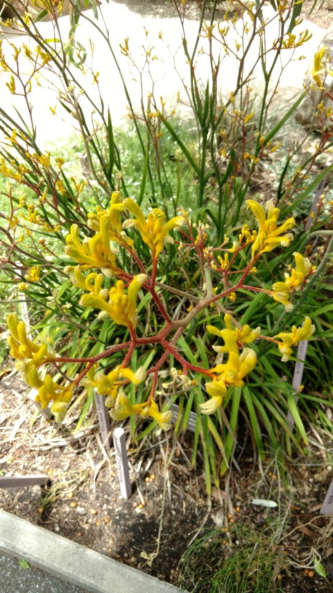 Anigozanthos spp plantplacesimage20161223_135814.jpg