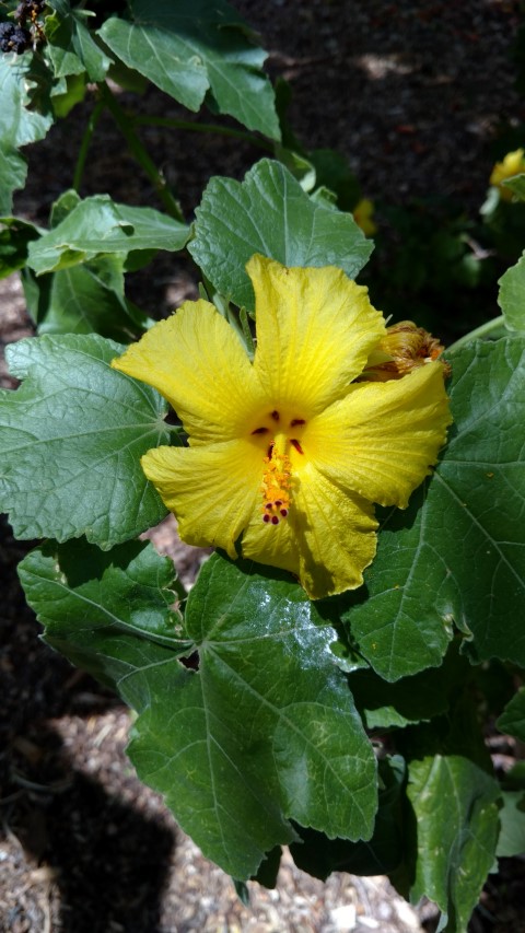 Hibiscus brackenridgei plantplacesimage20161223_141559.jpg