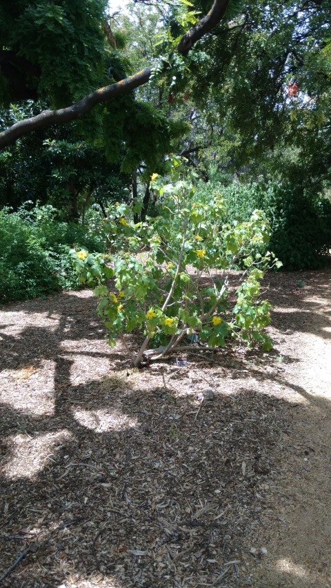 Hibiscus brackenridgei plantplacesimage20161223_141611.jpg