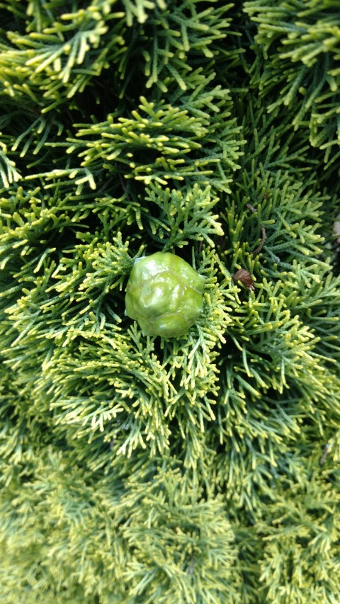 Cupressus sempervirens plantplacesimage20161223_143354.jpg