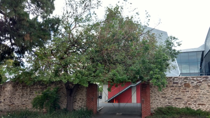 Schotia brachypetala plantplacesimage20161223_190517.jpg