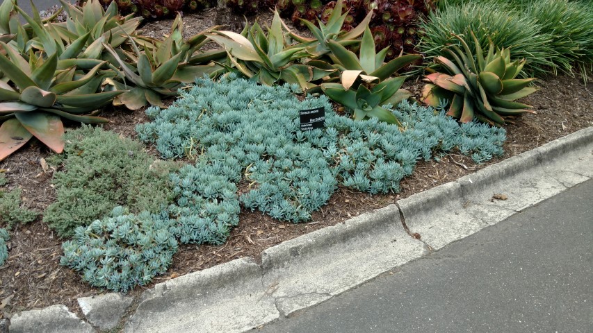 Senecio serpens plantplacesimage20161226_131712.jpg