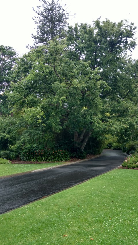 Zelkova serrata plantplacesimage20161226_155710.jpg