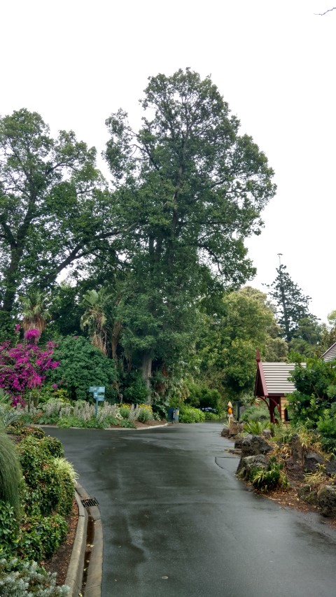 Ulmus procera plantplacesimage20161226_165450.jpg