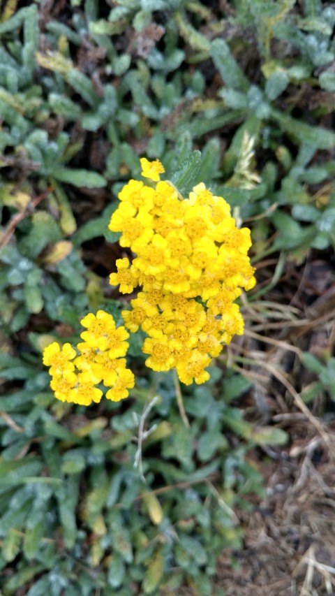 Achillea tomentosa plantplacesimage20161226_181051.jpg