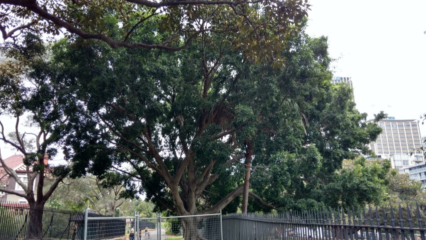 Ficus microcarpa plantplacesimage20170102_104508.jpg